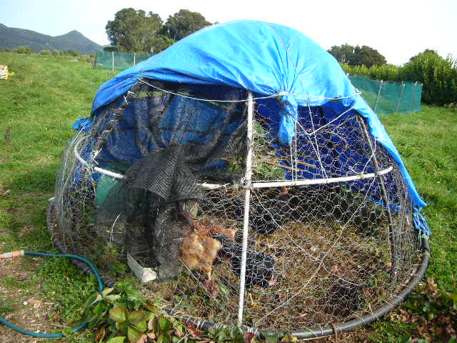 Chook Dome